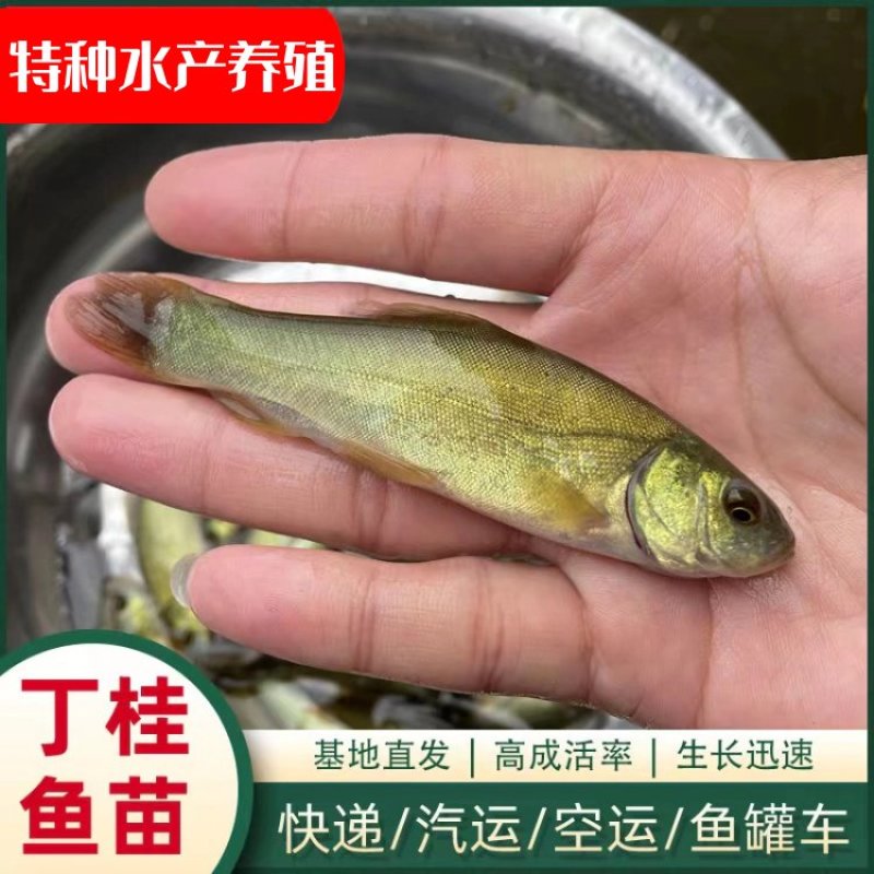 【优质好苗】精品丁桂鱼苗水产养殖基地价格低批发包成活包指导
