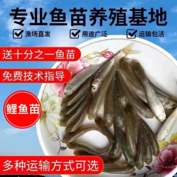 【牛商推荐】精品鲤鱼苗活体淡水食用鱼苗产地直发量大价低包