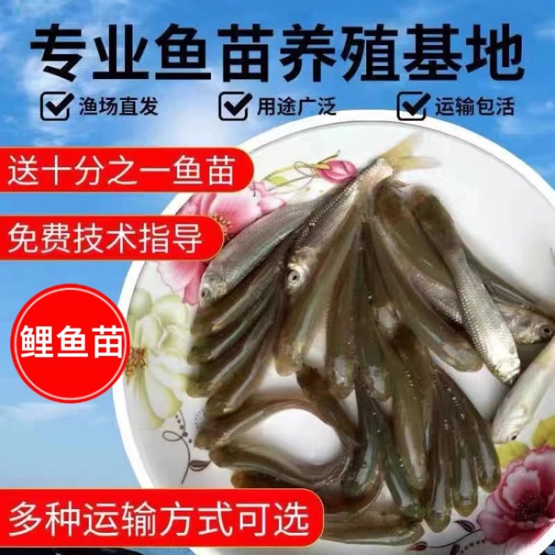 【牛商推荐】精品鲤鱼苗活体淡水食用鱼苗产地直发量大价低包