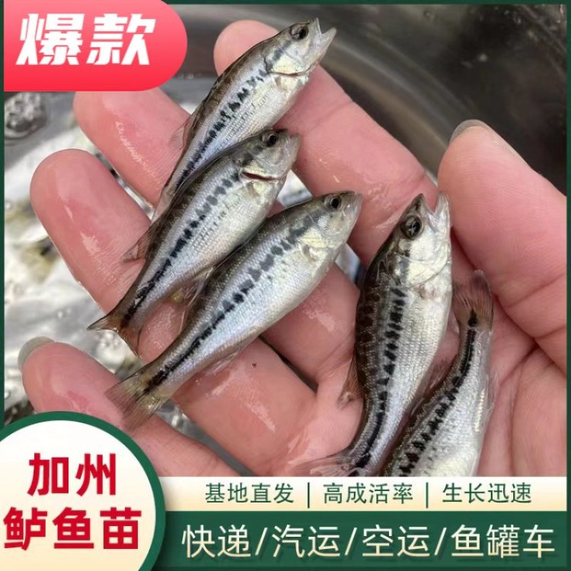 【精选推荐】加州鲈鱼苗活体淡水产地直发规格齐全批发保证