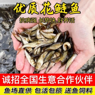 【精选推荐】优质花鲢鱼苗保证成活水产养殖场一手货源量大
