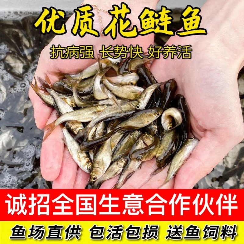 【精选推荐】优质花鲢鱼苗保证成活水产养殖场一手货源量大