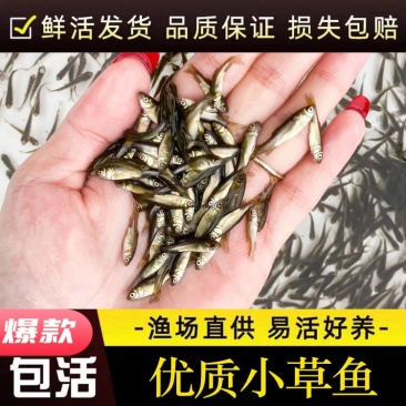 【精选推荐】包活优质草鱼苗全年发货水产基地源头价格低