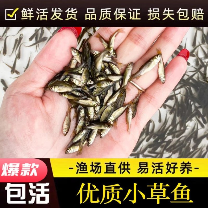 【精选推荐】包活优质草鱼苗全年发货水产基地源头价格低