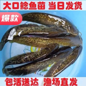 【精选好苗】大口鲶鱼苗正宗活体基地直发源头保证成活量大