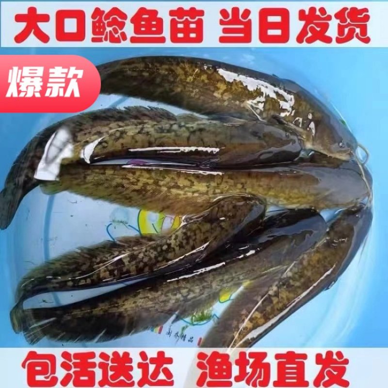 【精选好苗】大口鲶鱼苗正宗活体基地直发源头保证成活量大