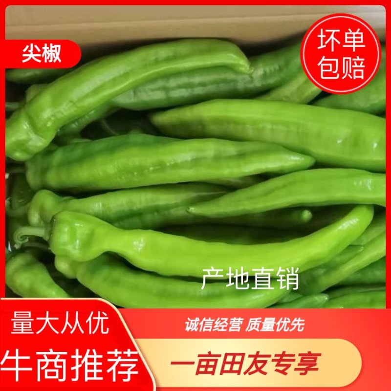 【鲜辣椒】精品尖椒基地现摘现发量大从优【坏单包赔】