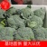 【西兰花】精品耐寒优秀西兰花产地直销全国发货量大从优