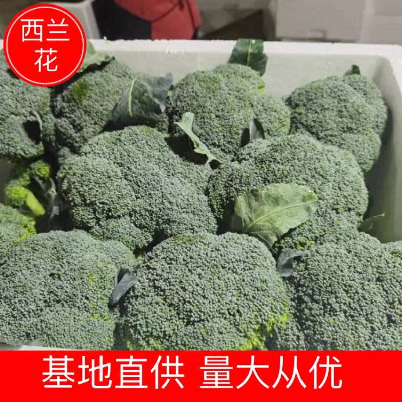 【西兰花】精品耐寒优秀西兰花产地直销全国发货量大从优