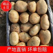 【土豆】精品黄心土豆产地直销量大从优【坏单包赔】