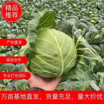 湖北甘蓝大量上市，产地直发，诚信合作，专业打包团队欢迎采购