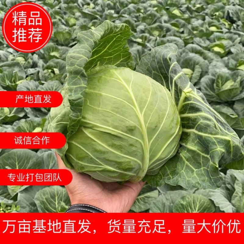 湖北甘蓝大量上市，产地直发，诚信合作，专业打包团队欢迎采购