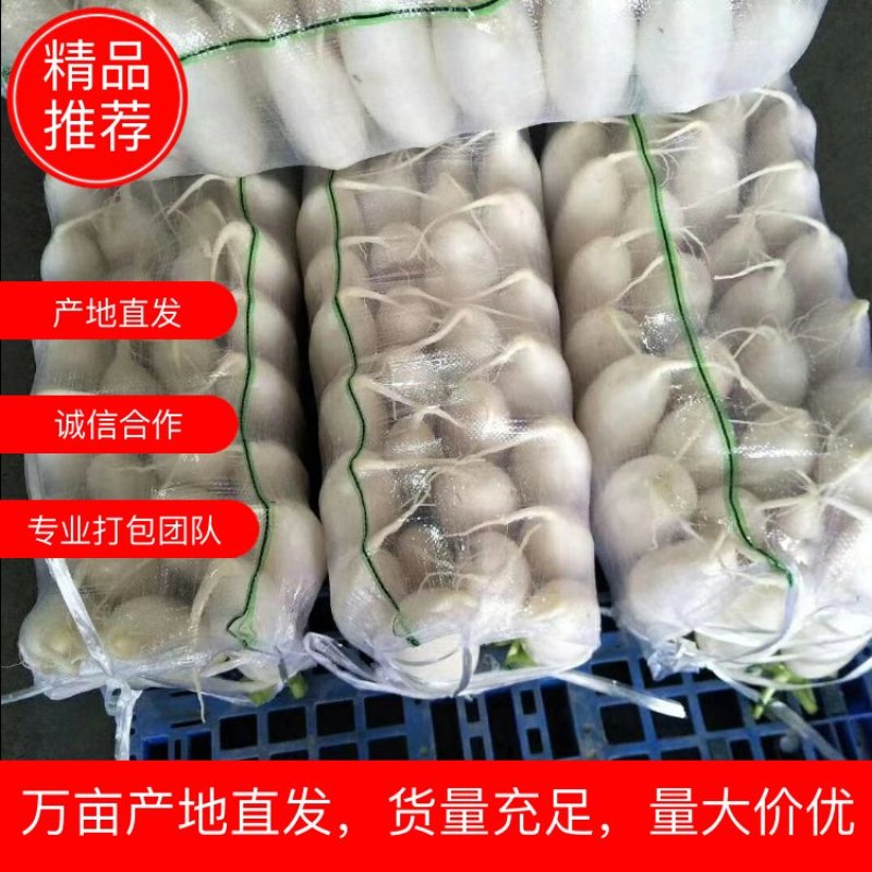 高山白萝卜，品质有保证，可供加工厂，支持发货