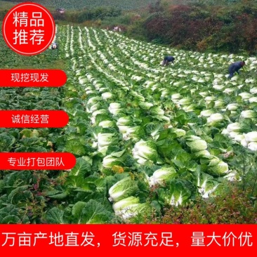 精品高山黄心山地王大白菜，支持打钱发货，可视频看货