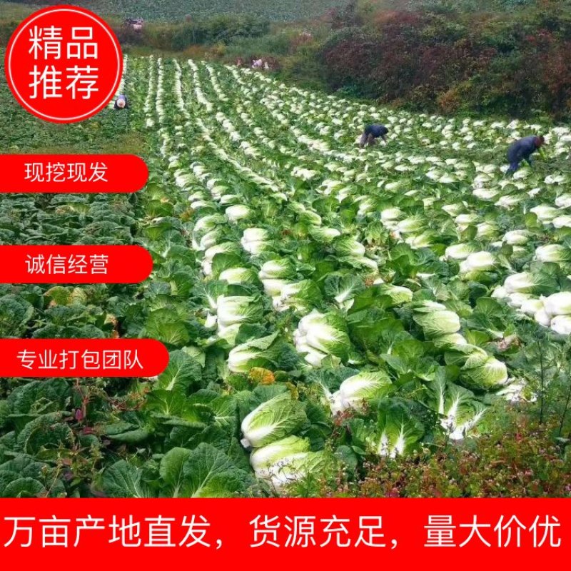 精品高山黄心山地王大白菜，支持打钱发货，可视频看货