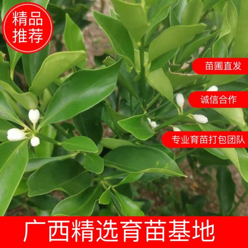 脆蜜金柑苗，脆皮金桔个头大口感好，质量保证，品种正宗