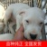 纯种杜高犬活体幼犬幼崽好养可训练化家养巨型伴侣狗