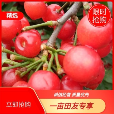 樱桃苗支持视频看货需要的老板联系0+6到两公分