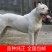 纯种杜高犬活体幼犬幼崽好养可训练化家养巨型伴侣狗