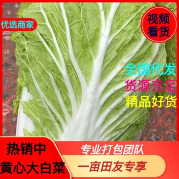 【优选商家】湖北黄心大白菜，无虫眼个头均匀基地看货质优价