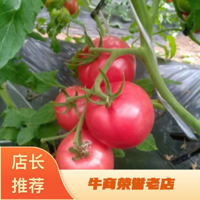 普罗旺斯西红柿口感好实惠诚信清甜多汁