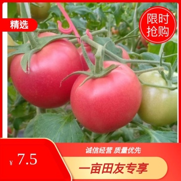 普罗旺斯西红柿全国发货酸甜多汁价格实惠