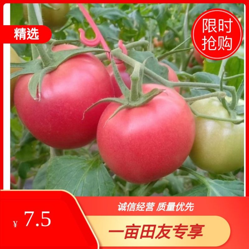 普罗旺斯西红柿全国发货酸甜多汁价格实惠