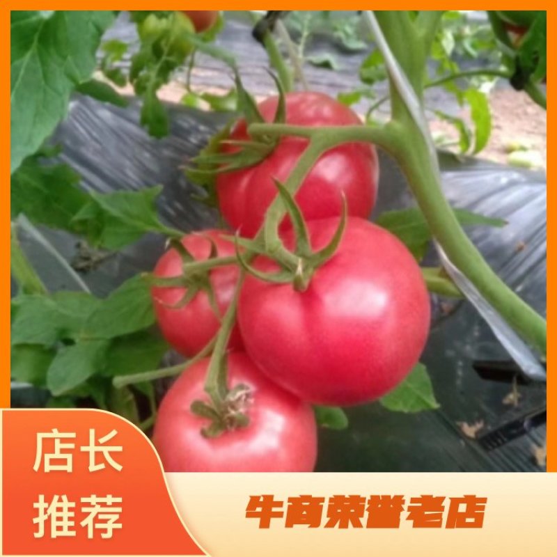 普罗旺斯西红柿量大从优价格优惠欢迎采购