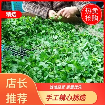 草头又名金花菜，色泽碧绿，味道鲜美，欢迎各位老板致电联系