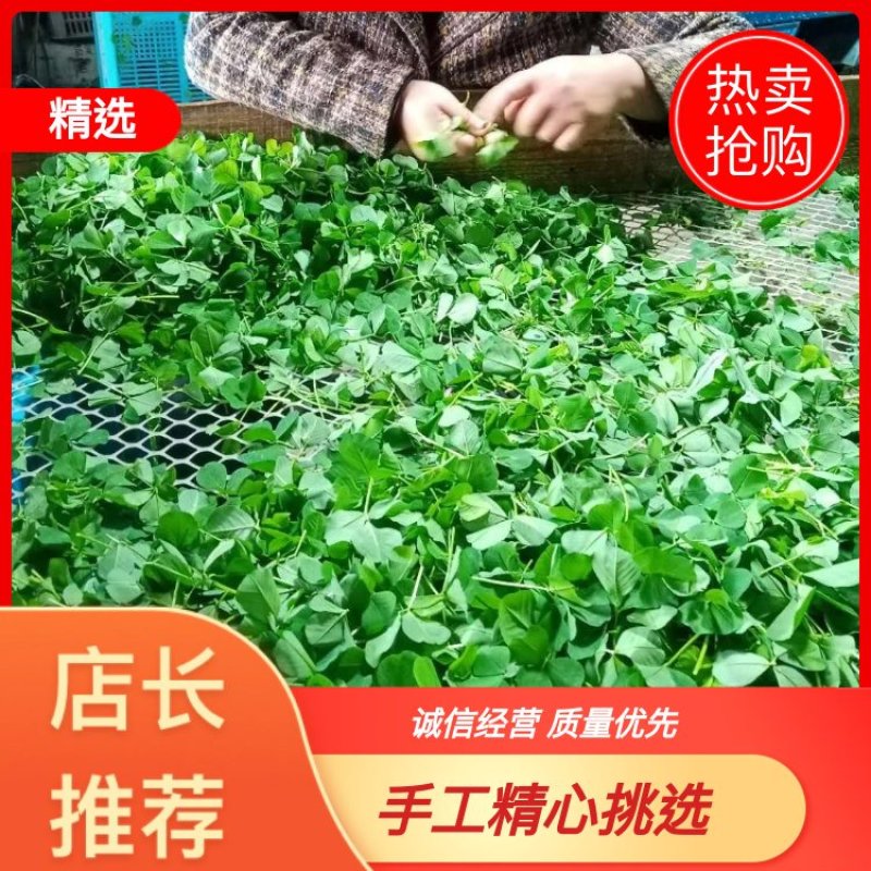 草头又名金花菜，色泽碧绿，味道鲜美，欢迎各位老板致电联系