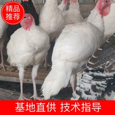 尼古拉700系列火鸡，可达40多斤，青年鸡全国发货包运输