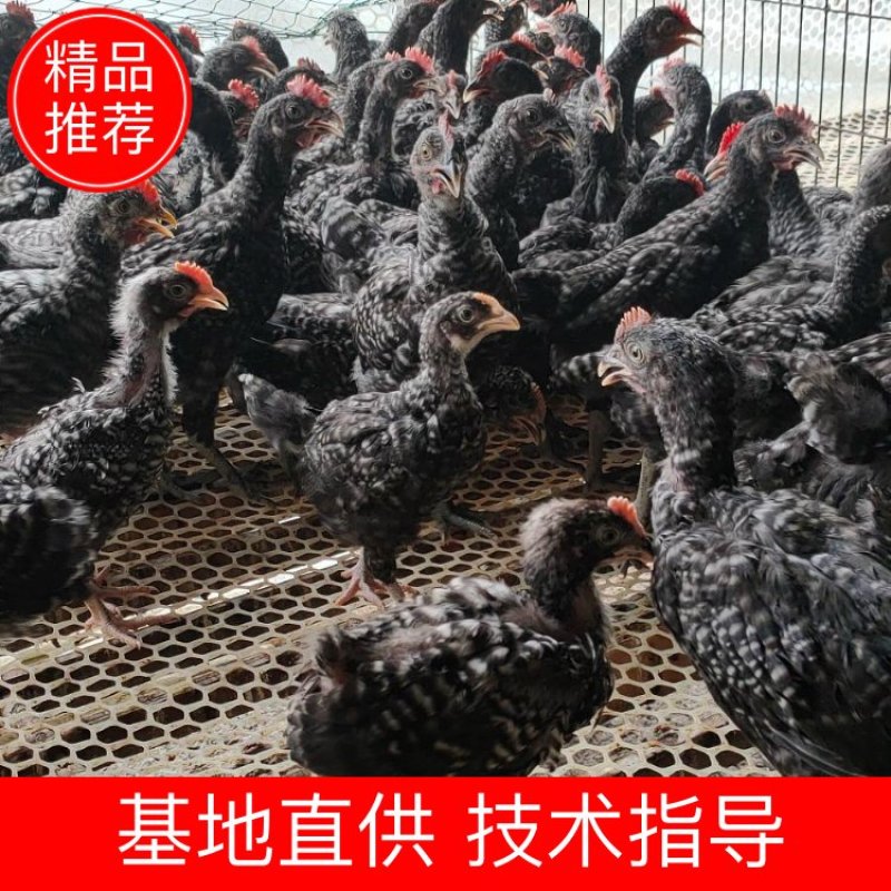 正宗汶上芦花鸡苗，一斤多，两斤多都有，公母都有。