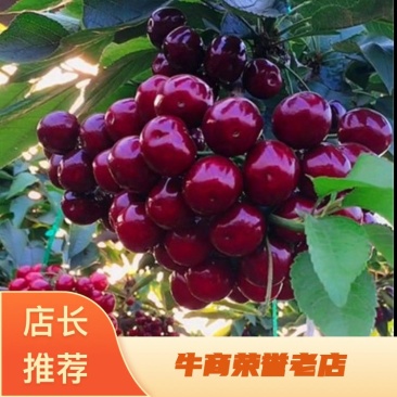 精品车厘子大樱桃树苗，品种纯，保成活，苗新价优欢迎选购