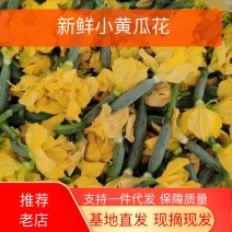 黄瓜花，精品黄瓜花，水果黄瓜花，批发，代发，无刺小黄瓜花