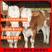 【视频选牛】西门塔尔牛牛犊，活牛牛犊全国发货免费送铡草机