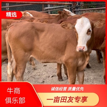 （热销)肉牛犊鲁西黄牛牛苗小黄牛包成活量大可分期付款