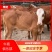 （热销)肉牛犊鲁西黄牛牛苗小黄牛包成活量大可分期付款