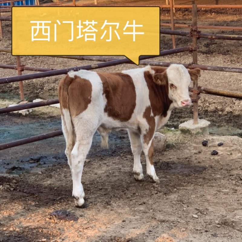 （热销)西门塔尔牛肉牛犊牛仔包回收厂家直销