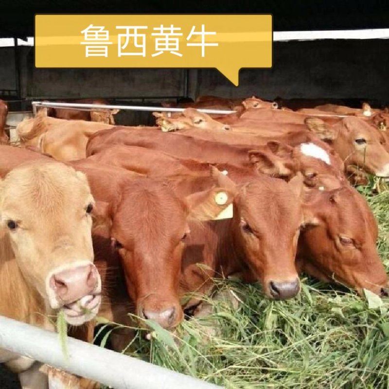 【热销】鲁西黄牛犊牛苗肉牛犊养殖包技术赠送资料
