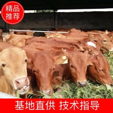 【热销】鲁西黄牛犊牛苗肉牛犊牛仔小黄牛小牛犊