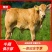 【厂家直销】鲁西黄牛犊肉牛犊牛仔全国包送包回收