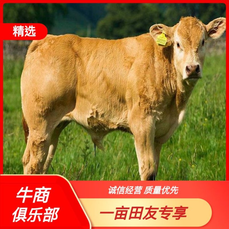 【厂家直销】鲁西黄牛犊肉牛犊牛仔全国包送包回收