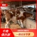 （热销)西门塔尔牛肉牛犊牛仔包回收厂家直销