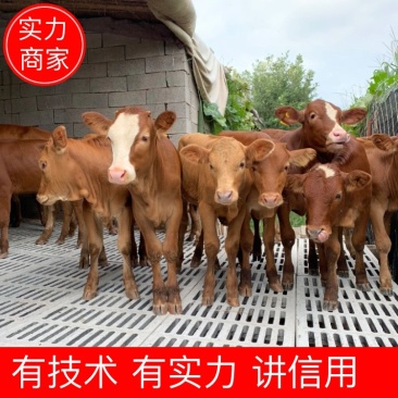 【基地直供】鲁西黄牛小牛犊肉牛崽小牛活牛牛仔出售小黄牛