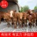 【基地直供】鲁西黄牛小牛犊肉牛崽小牛活牛牛仔出售小黄牛