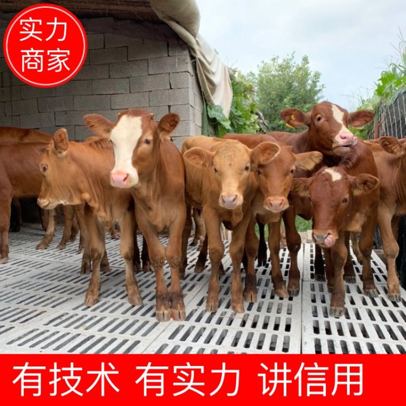 【基地直供】鲁西黄牛小牛犊肉牛崽小牛活牛牛仔出售小黄牛