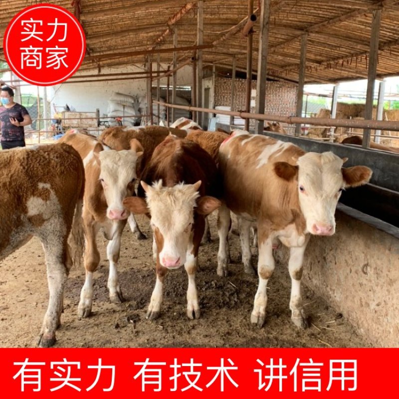 【精选】活体西门塔尔牛犊活牛牛犊子小牛犊肉牛犊活牛幼仔