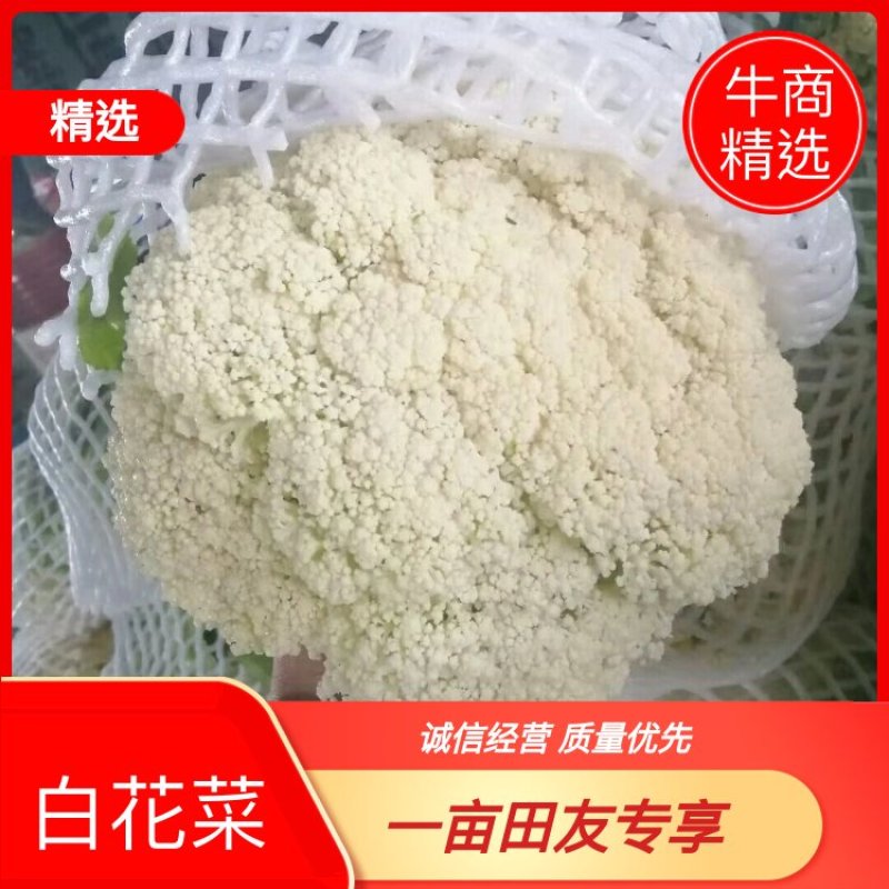河南通许菜花散花有机花，大量供应，基地直供欢迎电联