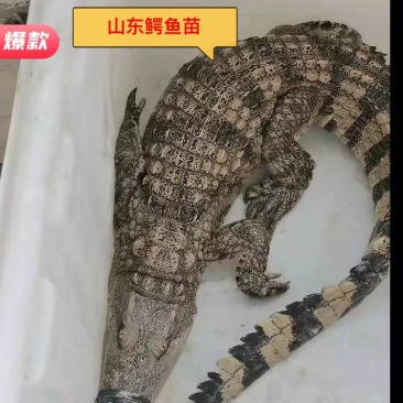 鳄鱼，鳄鱼苗子，大量批发零售70到80公分的鳄鱼苗子