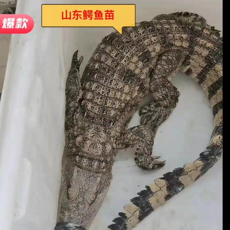 鳄鱼，鳄鱼苗子，大量批发零售70到80公分的鳄鱼苗子